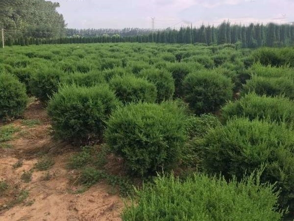 长沙圆柏球