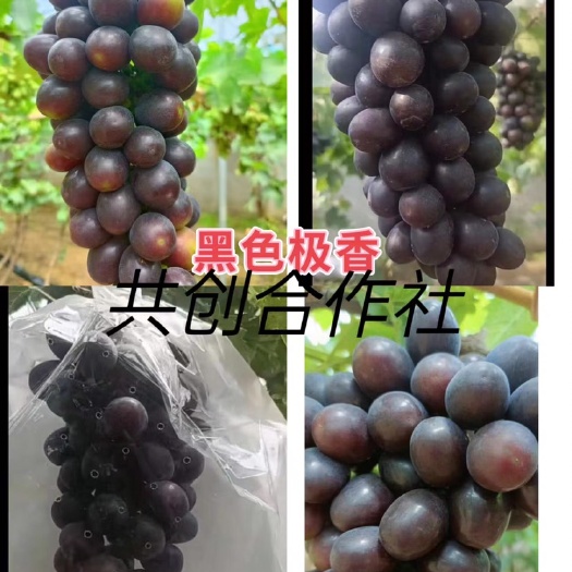 卢龙县黑色极香