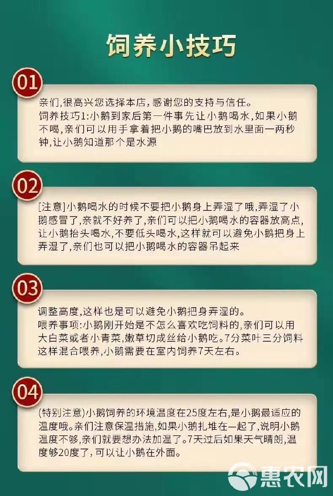 小鹅活苗大种狮头鹅活苗汕头特大型狮子头鹅苗活体