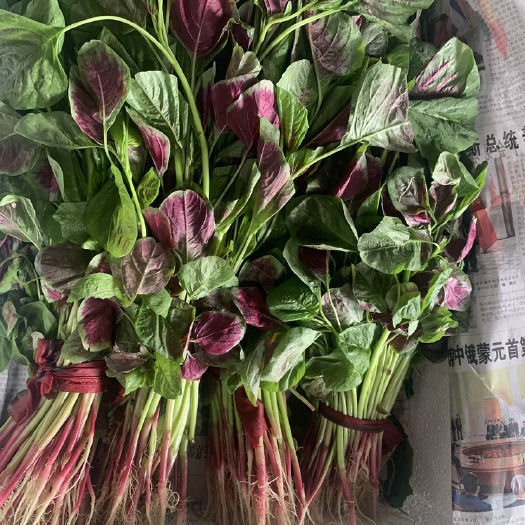 漳州红苋菜