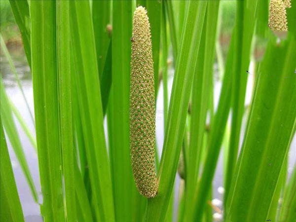长沙菖蒲