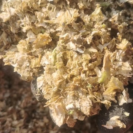 武威大量供应烘干包菜 可电联