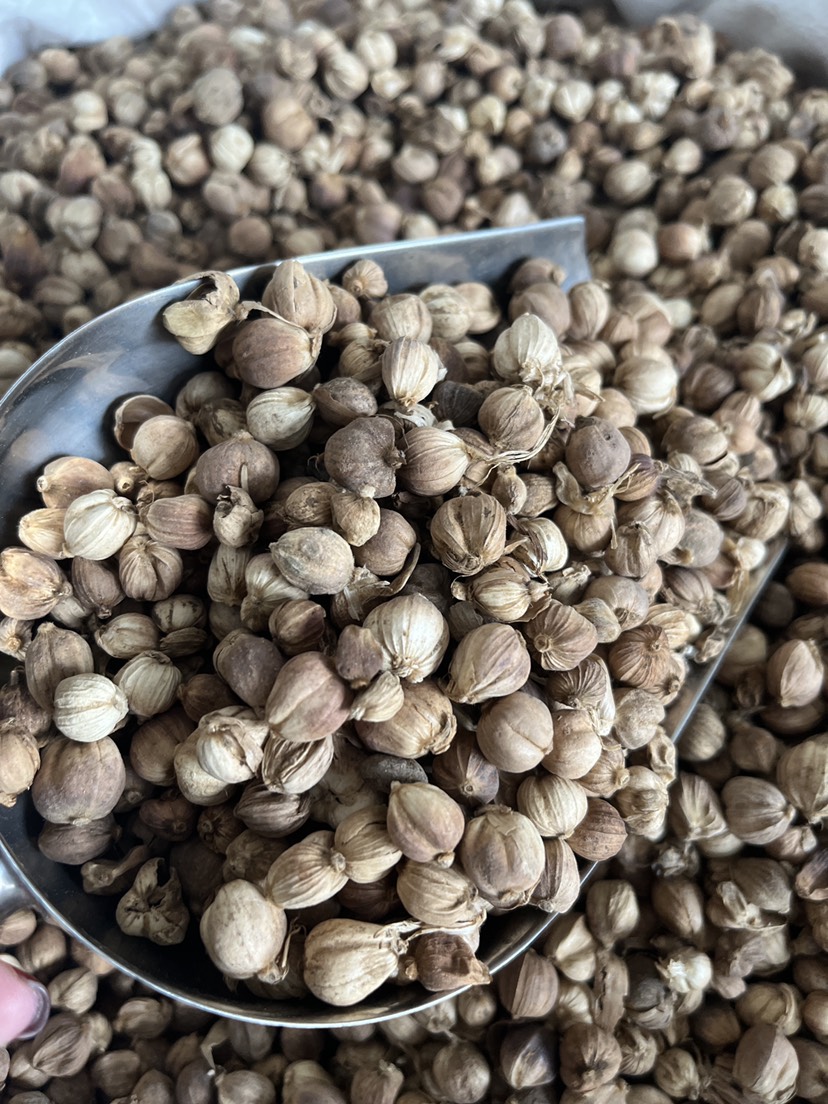 现货批发原货白豆蔻白寇卤料大料香料