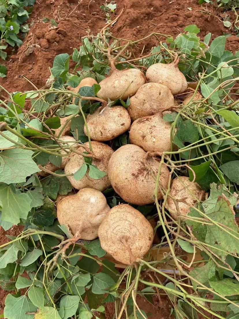 ع㶫տ֤ڸ࣬Ƥɳףṩµؿ
