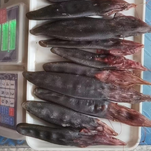 通化梅花鹿鹿尾