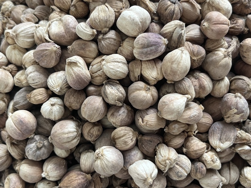 现货批发原货白豆蔻白寇卤料大料香料