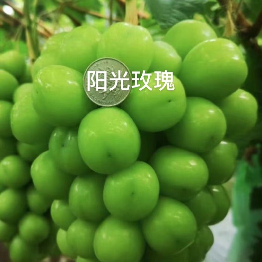 卢龙县香印晴王 阳光玫瑰 一级 脱毒葡萄苗