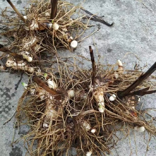 晴隆县白芨芽头苗