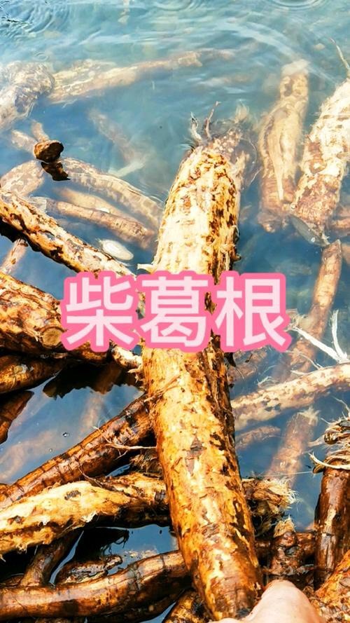 淄博柴葛 鲜葛根 野生葛根 野生柴葛