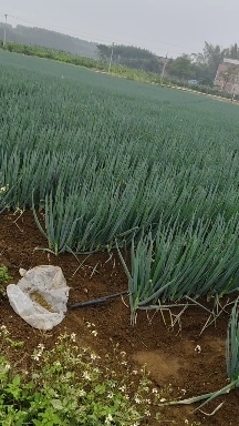 宾阳县种植户不是商家，可实地查看大葱长势，