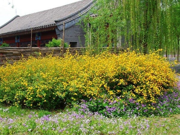长沙棣棠苗