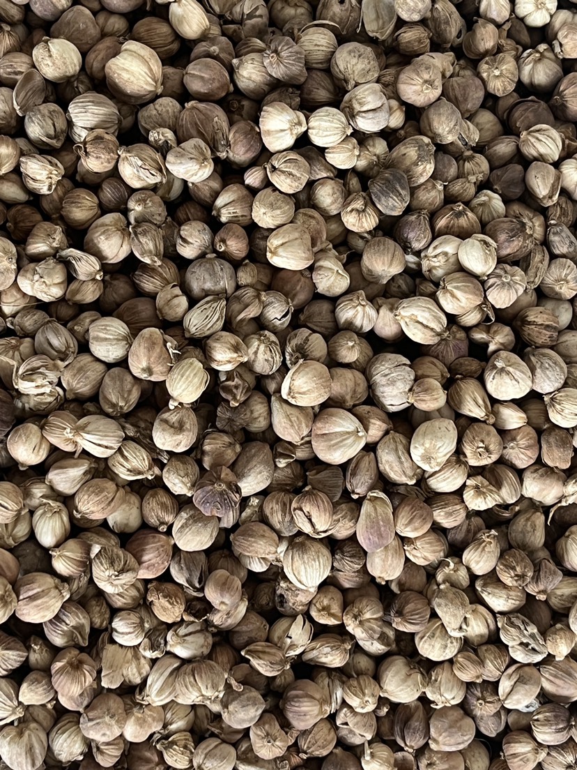 现货批发原货白豆蔻白寇卤料大料香料