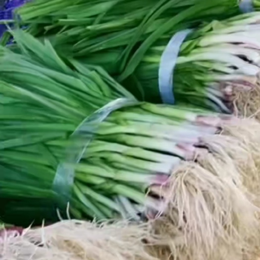 当阳市红根蒜苗，叶绿，茎红，质量好，价格低
