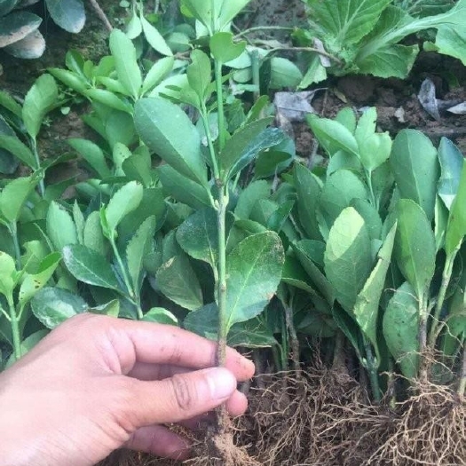 长沙冬青卫矛小苗