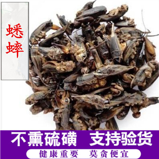 亳州【热销】蟋蟀基地货源干净无杂货支持药检欢迎订购一件代发包邮