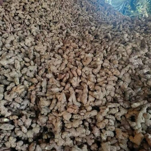 盘州市六盘水优质姜母