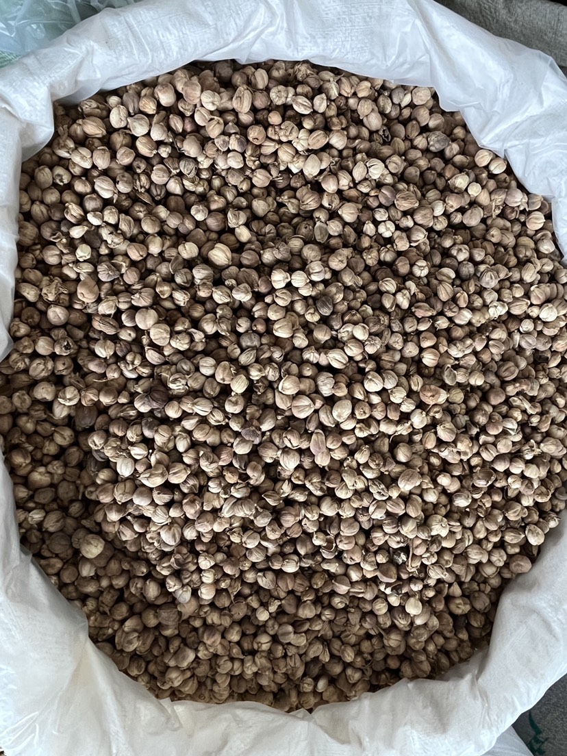 现货批发原货白豆蔻白寇卤料大料香料