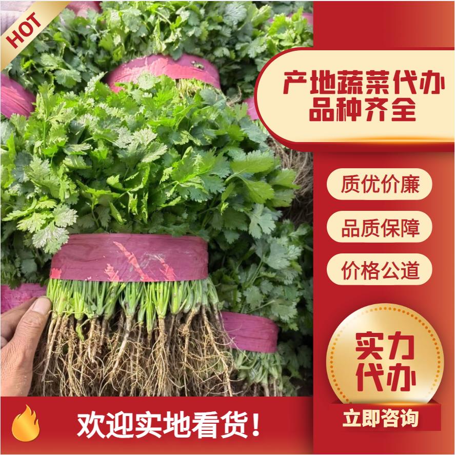 滑县豫北蔬菜批发市场，大叶香菜 20~25cm，一手货源