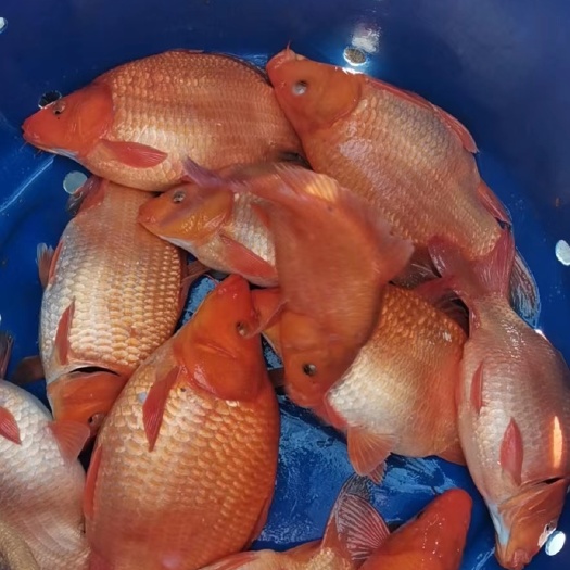 婺源县婺源特产荷包红鲤鱼可食用可观赏
