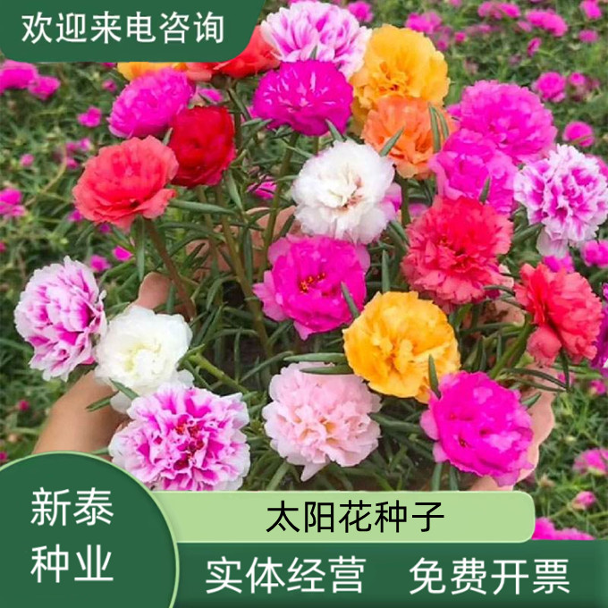 沭阳县太阳花种子掐不死种籽阳台四季易种庭院单瓣重瓣盆栽花种子