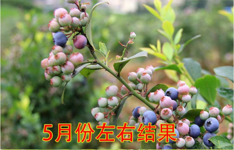 四季藍莓樹苗盆栽地栽室內(nèi)藍梅樹當年結(jié)果南方北方果樹苗藍梅苗