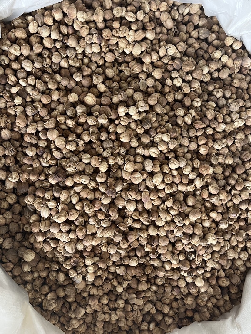 现货批发原货白豆蔻白寇卤料大料香料