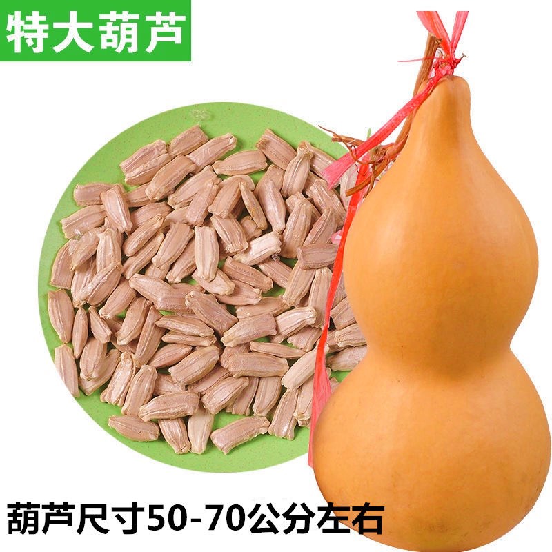 祁东县巨型葫芦种子可达50-70公分
