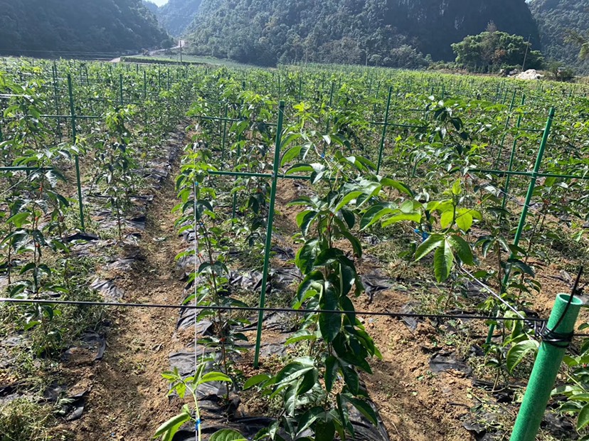 高强度玻璃纤维管 瓜果蔬菜种植搭棚搭架使用年限15年以上