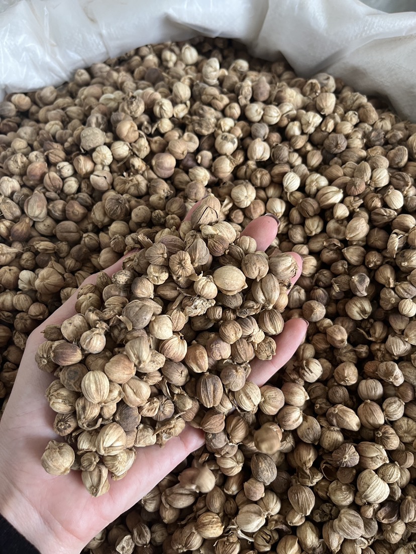 现货批发原货白豆蔻白寇卤料大料香料