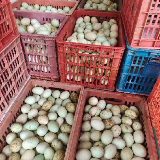 荆州鲜鸭蛋土鸭蛋大量供应