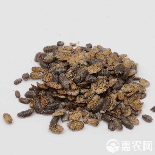 鼠妇潮虫子潮虫团子虫地虱婆地虱子西瓜虫支持药检无硫新货包邮