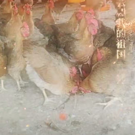 恩平市快递鸡（麻黄项）