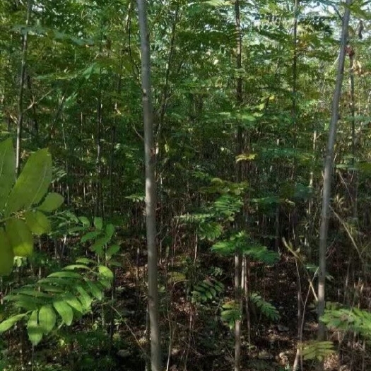 长沙枫杨
