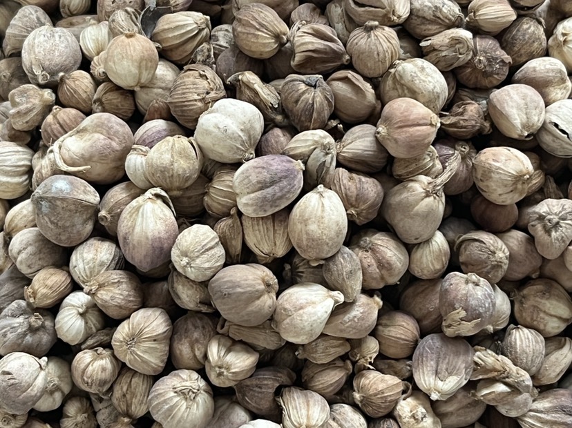 现货批发原货白豆蔻白寇卤料大料香料