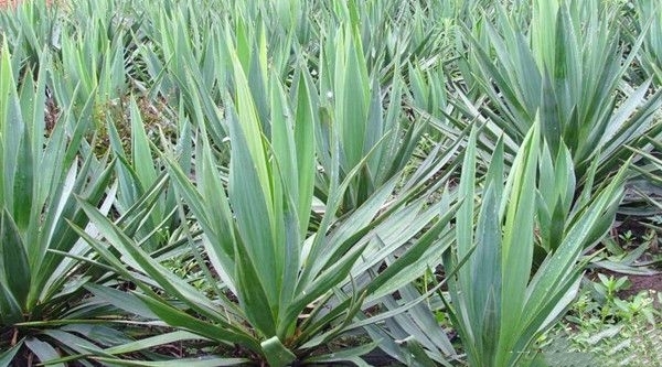 青岛丝兰