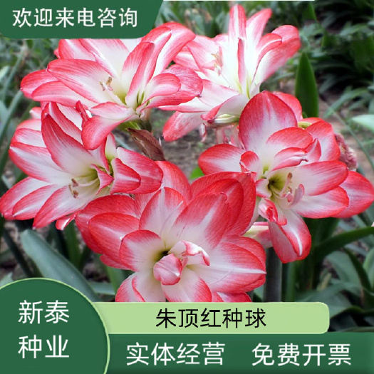 朱顶红种球重瓣花星蕊紫蝶多年生种球花卉阳台庭院盆栽球根