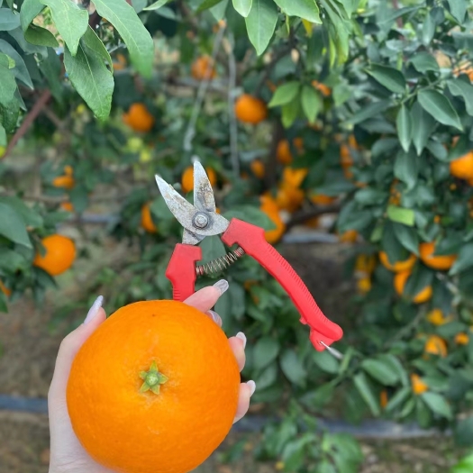 温岭市爱媛果冻橙