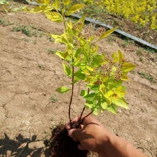 长沙金山绣线菊