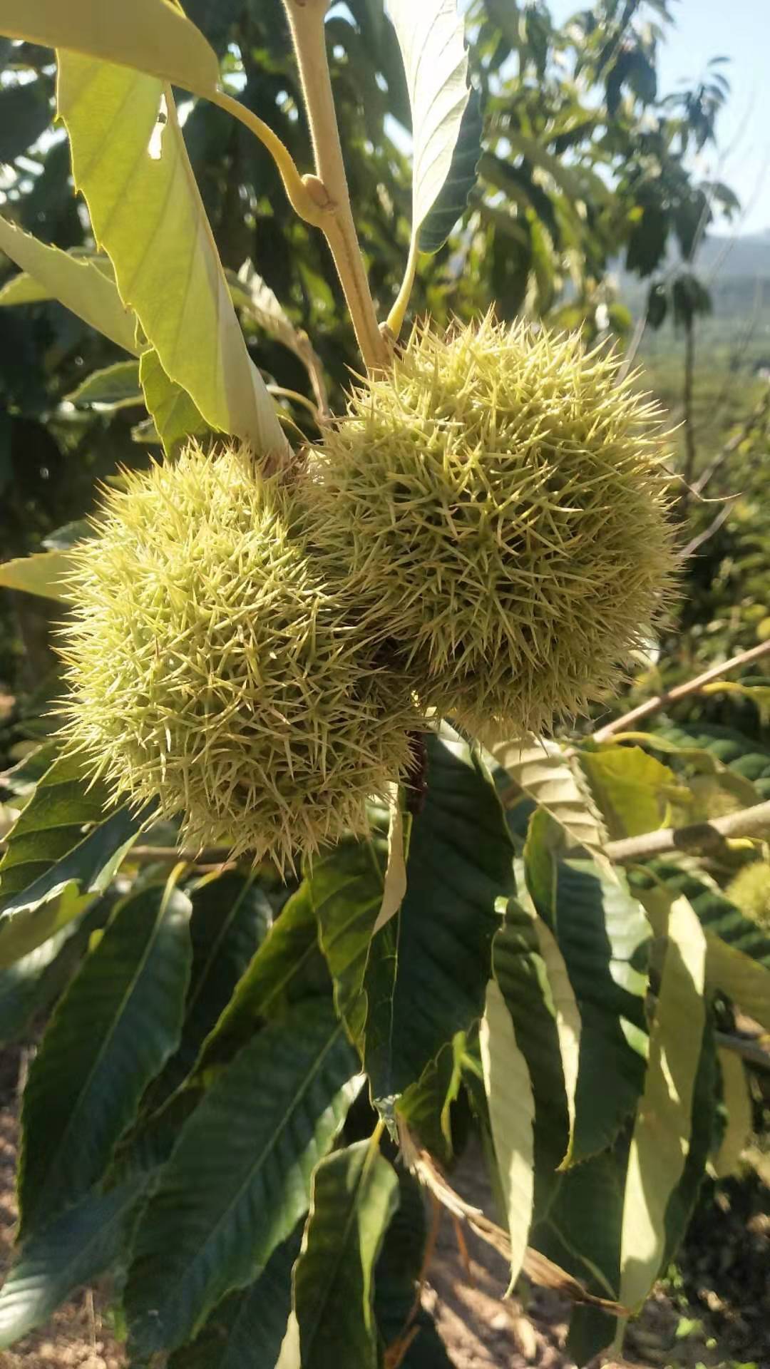 嫁接泰山大红袍板栗苗 香甜软糯的板栗苗品种