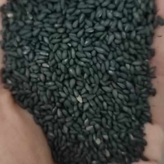 黑芝麻