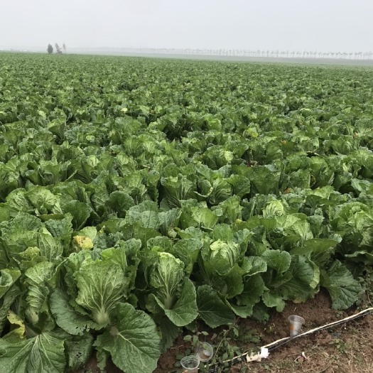 鹿邑县河南鹿邑大学生返乡创业种植蔬菜，现因疫情大白菜滞留￼￼￼￼