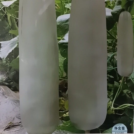 商丘甜瓜种籽新密61一代杂交含糖量高比普通羊角蜜类上糖早风味好