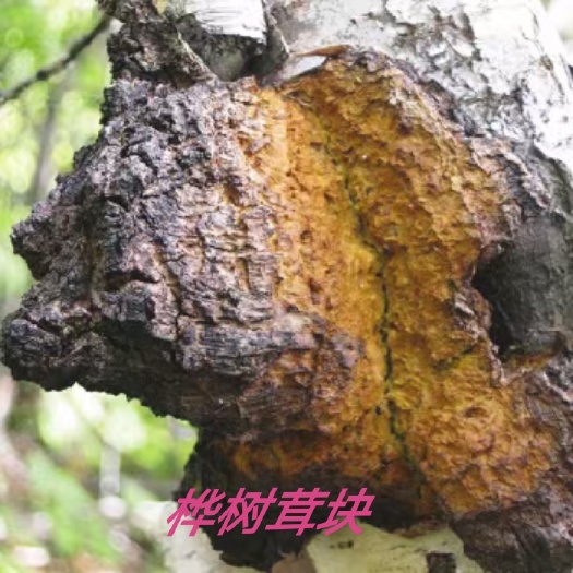 桦树茸块
