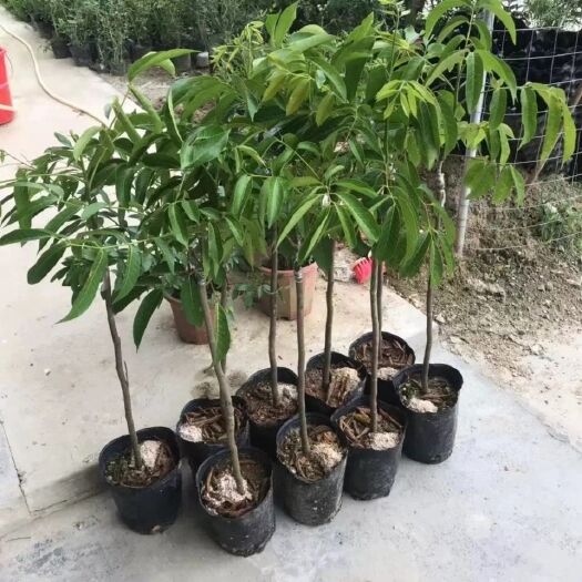 普宁市青橄榄苗