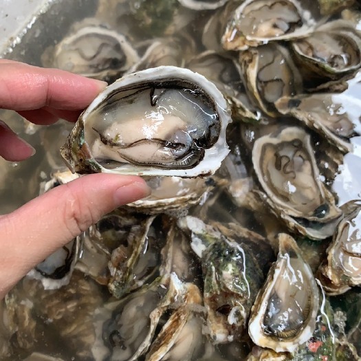 饶平县今日肥嘟嘟的生蚝/免费清洗/加工开壳/鲜活饱满