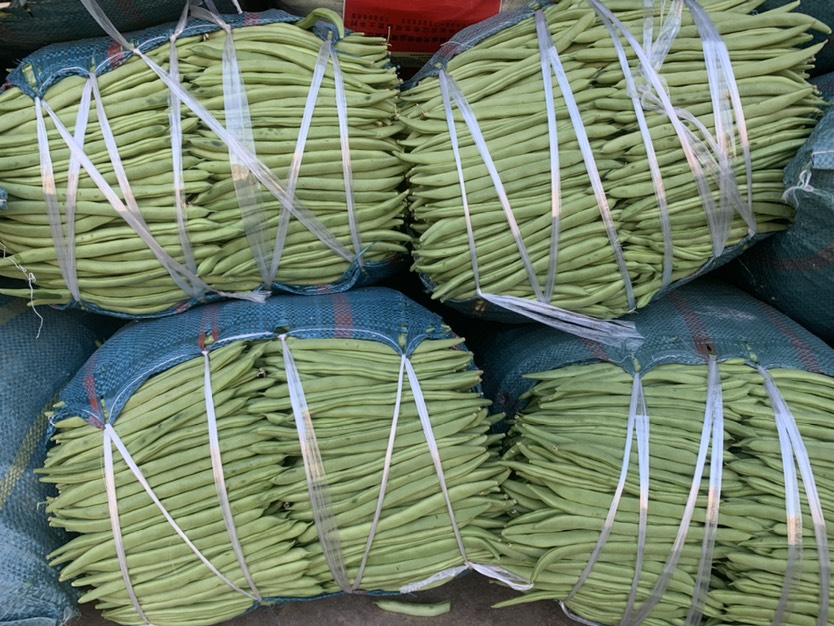 四季豆基地直供大量上市欢迎订购