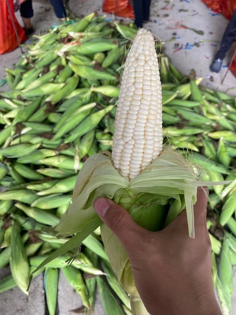 廣西花糯白糯玉米大量上市，顆粒飽滿顏色綠