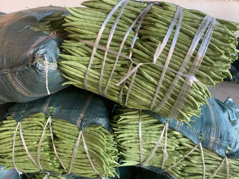 四季豆基地直供大量上市欢迎订购