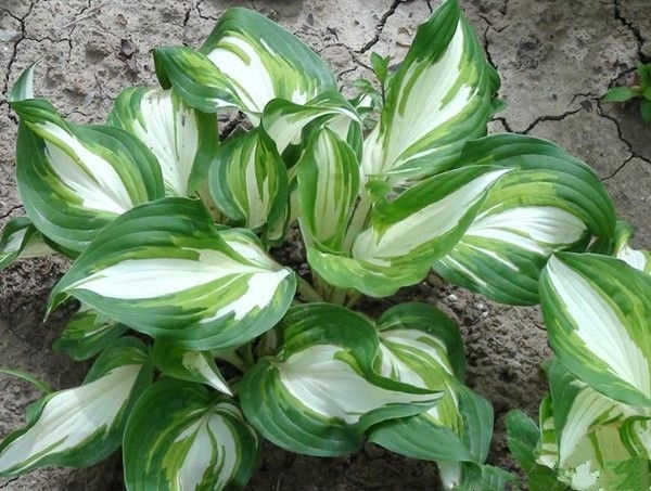 长沙玉簪花