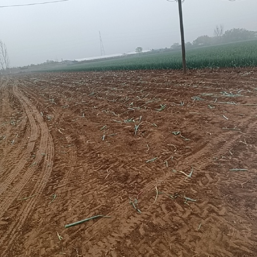 新野县雨已行成！我珍惜低谷期，谷时候什么都是真！我在葱地等你下单！